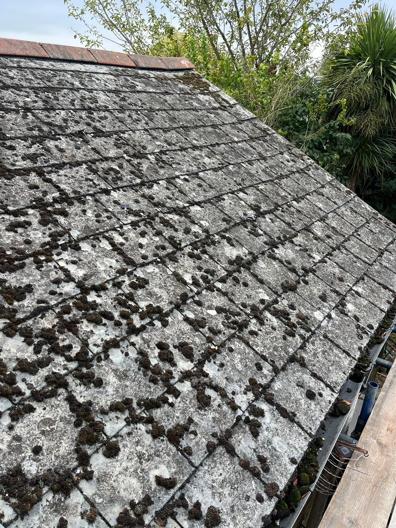 How Does Moss and Algae Affect Your Roof?