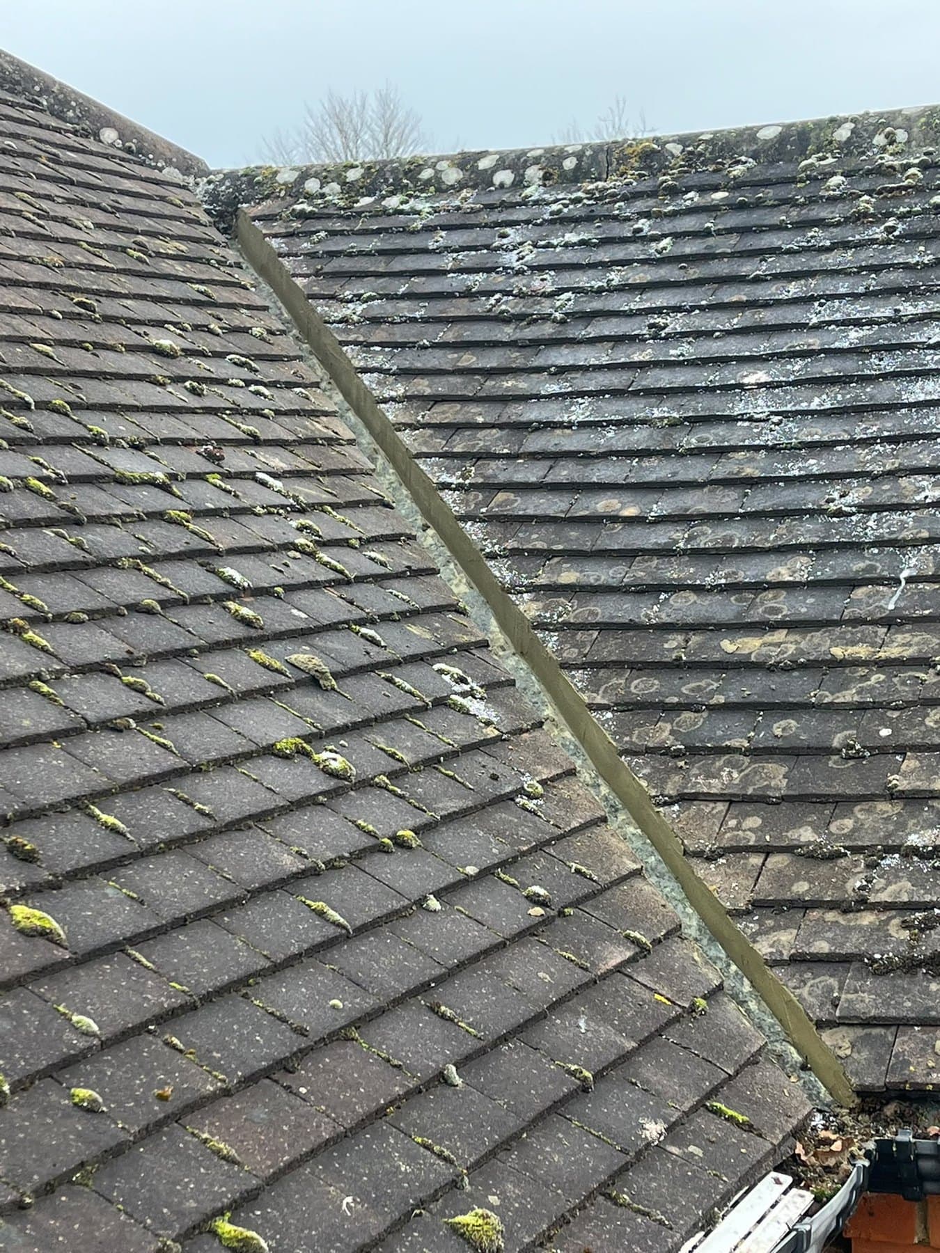 Moss and lichen on an old tiled valley